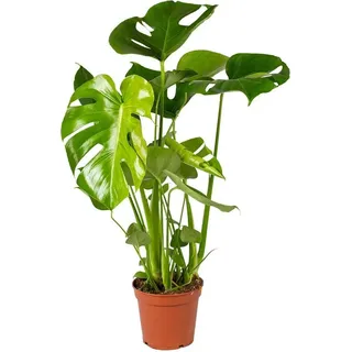 Bloomique - Monstera Deliciosa - Fensterblatt - Zimmerpflanzen - Pflegeleicht - Luftreinigend - Höhe 50-70 cm - Topf 17 cm - Grün