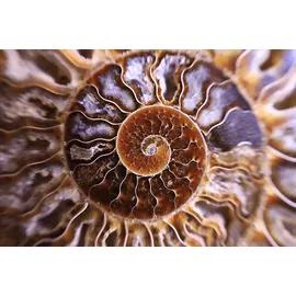 Canon RF 24-105mm F4,0-7,1 IS STM