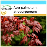 Saflax - Roter Fächerahorn - Acer palmatum