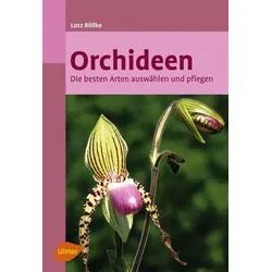 Orchideen