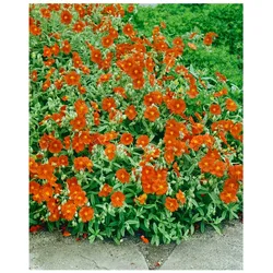 Helianthemum x cult. 'Watergate Orange', Sonnenröschen, orange, ca. 9x9 cm Topf
