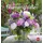 Heye in Athesia Kalenderverlag GmbH Blumengrüße Postkartenkalender 2024