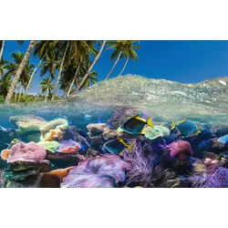 Fototapete PAPERMOON "UNTERWASSER-WELT-FISCHE KORALLE SEE MEER PALMEN DÜNEN", bunt, B:3,00m L:2,23m, Vlies, Tapeten