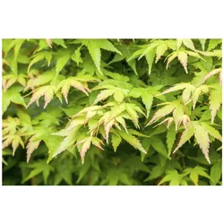Acer palmatum 'Bi-Hoo', Japanischer Ahorn, gelbe Rinde, 40–60 cm