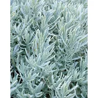 Pflanzen Für Dich Lavandula angustifolia 'Silver Mist' ca. 9x9