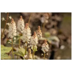 Tiarella wherryi, Schaumblüte, ca. 9x9 cm Topf, zierlich