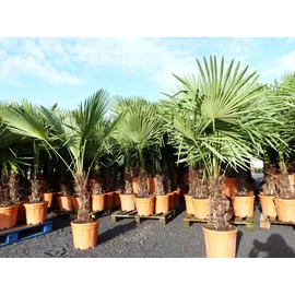 grünwaren XXL Palme winterhart 180 cm Trachycarpus fortunei, Hanfpalme,