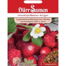 Dürr-Samen Monatserdbeeren Rügen