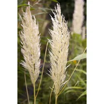 Pflanzen Für Dich Cortaderia Selloana Golden Comet Pampasgras Goldgelb 15-20 L Container