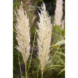 Pflanzen Für Dich Cortaderia Selloana Golden Comet Pampasgras Goldgelb 15-20 L Container