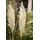 Pflanzen Für Dich Cortaderia Selloana Golden Comet Pampasgras Goldgelb 15-20 L Container