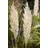 Pflanzen Für Dich Cortaderia Selloana Golden Comet Pampasgras Goldgelb 15-20 L Container
