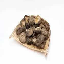 SAVOUR Steckling Fuß glänzend Pilz 4-5cm 5LB