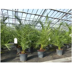 2 Stück Palme 90-120 cm, Phoenix canariensis, kanarische Dattelpalme, kräftige Palmen, keine Jungpflanzen