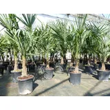 gruenwaren jakubik Trachycarpus fortunei cm Palme Hanfpalme, winterhart bis -18°C