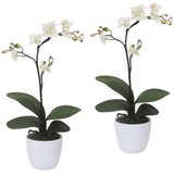 Creativ green Kunstpflanze Orchidee Phalaenopsis Orchidee, Creativ green, Höhe 55 cm, im Keramiktopf