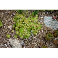 Pflanzen Für Dich Jovibarba globifera, Kugelhauswurz ca. 9x9 cm