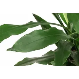 Dehner Drachenbaum - Dracaena 'Janet Craig', Hydrokultur, Dunkelgrün