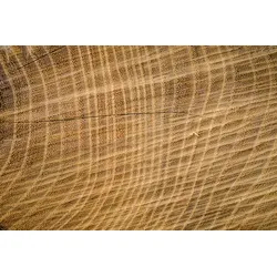 Fototapete PAPERMOON "Baumringe", bunt, B:4,50m L:2,80m, Vlies, Tapeten