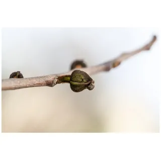 Pflanzen Für Dich Asimina triloba, Indianerbanane, 80–100 cm, exotische Früchte