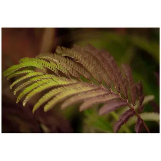 Pflanzen Für Dich Albizia julibrissin 'Summer Chocolate', Seidenbaum, dunkelrot, 60–80 cm