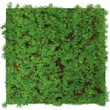52 x 52 cm thuja tea tree