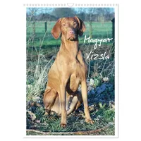 Calvendo Magyar Vizsla (Wandkalender 2026 DIN A3 hoch), CALVENDO