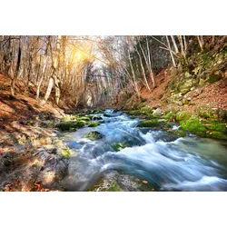 Fototapete PAPERMOON "Fluss durch Wald", bunt, B:5,00m L:2,80m, Vlies, Tapeten