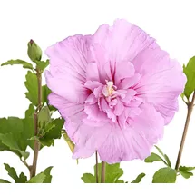 Dehner Hibiskus Lavender Chiffon®' - Garten-Eibisch, rosa