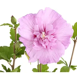 Dehner Hibiskus Lavender Chiffon®' - Garten-Eibisch, rosa