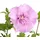 Dehner Hibiskus Lavender Chiffon®' - Garten-Eibisch, rosa
