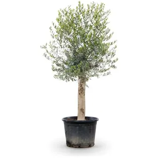 Olivenbaum ‘Andalucia’
