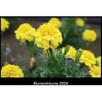 Vero Kalender Blumenträume 2026 Fotokalender DIN A3 von Tobias