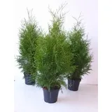 Pflanzen Für Dich Thuja occidentalis 'Brabant', 80–100 cm