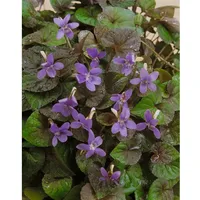 Pflanzen Für Dich Viola labradorica, Labradorveilchen, violett, ca. 9x9