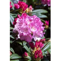 Pflanzen Für Dich Rhododendron yakushimanum 'Arabella', rosa Blüten, 25–30