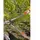 Lowe Alpine Astschere Bypass 31.050