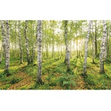 KOMAR Vliestapete Birch Trees 400 x 250 cm,