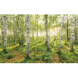 KOMAR Vliestapete Birch Trees 400 x 250 cm