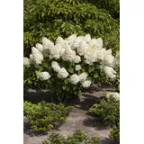 Pflanzen Für Dich Hydrangea paniculata 'Silver Dollar', Rispenhortensie weiß, 40–60 cm