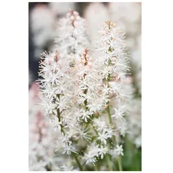 Tiarella laciniata 'Arpeggio', Schaumblüte, ca. 9x9 cm Topf