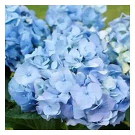 Plant in a Box - Hydrangea macrophylla - 3er Mischung Höhe 25-40cm