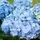 Plant in a Box - Hydrangea macrophylla - 3er Mischung Höhe 25-40cm