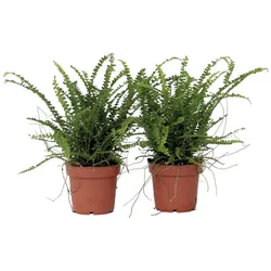 Plant in a Box Fluffigfarn - Nephrolepis Duffii 2er Set Höhe 25-40cm