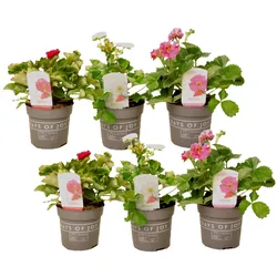 Plant in a Box - Erdbeerpflanzen - 6 Stk - Fragaria 'Summer Breeze' - Höhe 15-25cm - Topf 11cm