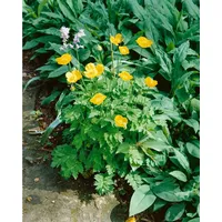 Pflanzen Für Dich Papaver alpinum ssp.alpinum P 0,5