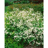 Pflanzen Für Dich Ranunculus aconitifolius 'Pleniflorus', weiß, ca. 9x9