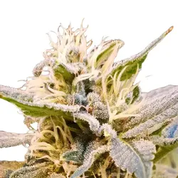 CBDelight | Feminisierte CBD Samen von Paradise Seeds | 3 Hanfsamen