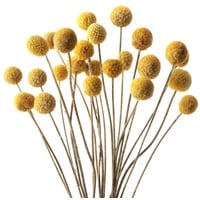 20 PCS Billy Bälle Blumen Getrocknet Craspedia Globes Decor Natürliche Getrocknete Blumen für Blumenarrangements, Hochzeit, Zuhause, Hohe Vase, Dekoration (Gelb)