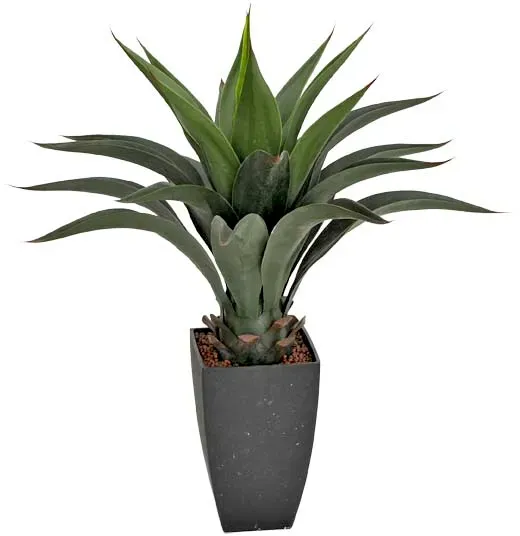Agave 69cm im Topf Kunststofftopf schwarz  - grün